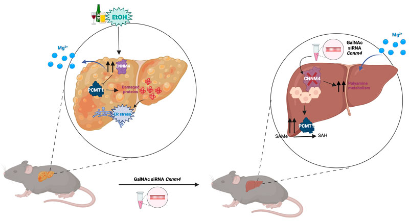 20250130_Malu_Hepatology_MMCH_web.jpg